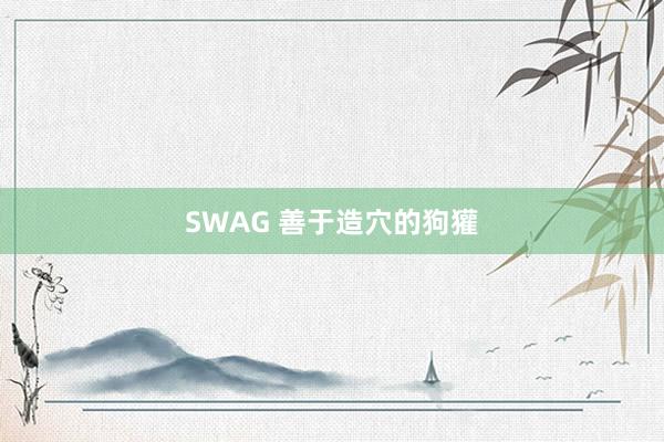 SWAG 善于造穴的狗獾