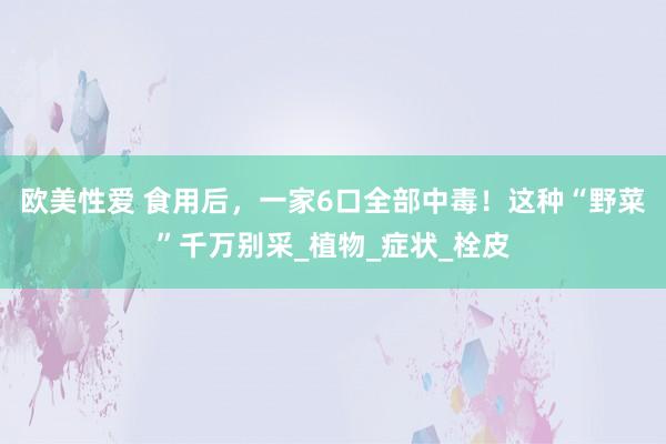 欧美性爱 食用后，一家6口全部中毒！这种“野菜”千万别采_植物_症状_栓皮